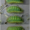 pol coridon larva5 volg2